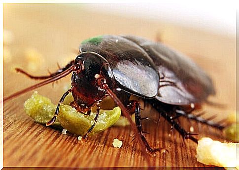 Cockroaches eating crumbs.