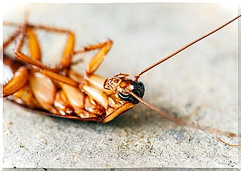 It is possible to repel roaches without using insecticides with some natural ingredients.