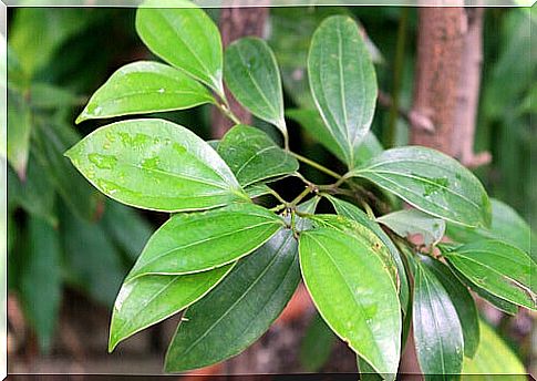 Cinnamon plant close up.