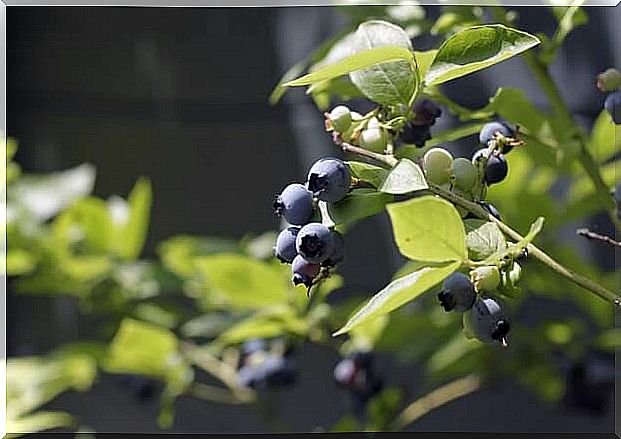 Blueberry leaves.