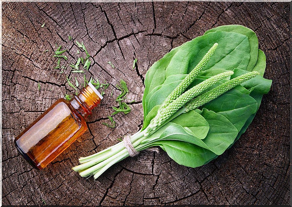 Plantain leaves and a bottle with its essence