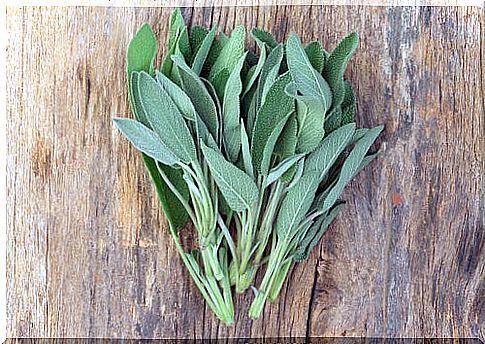 Bunch of sage leaves