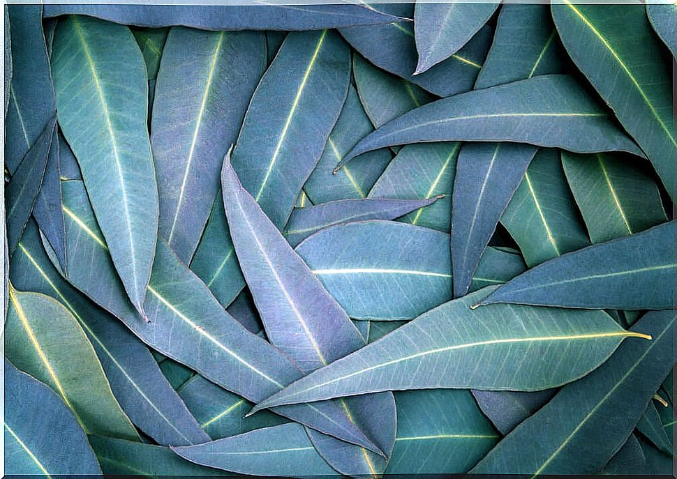 Handful of eucalyptus leaves