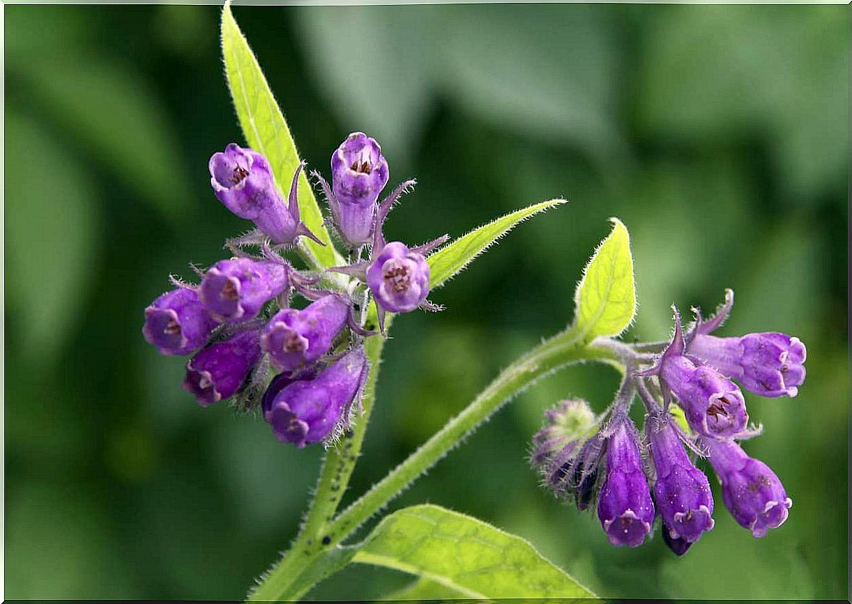 Comfrey