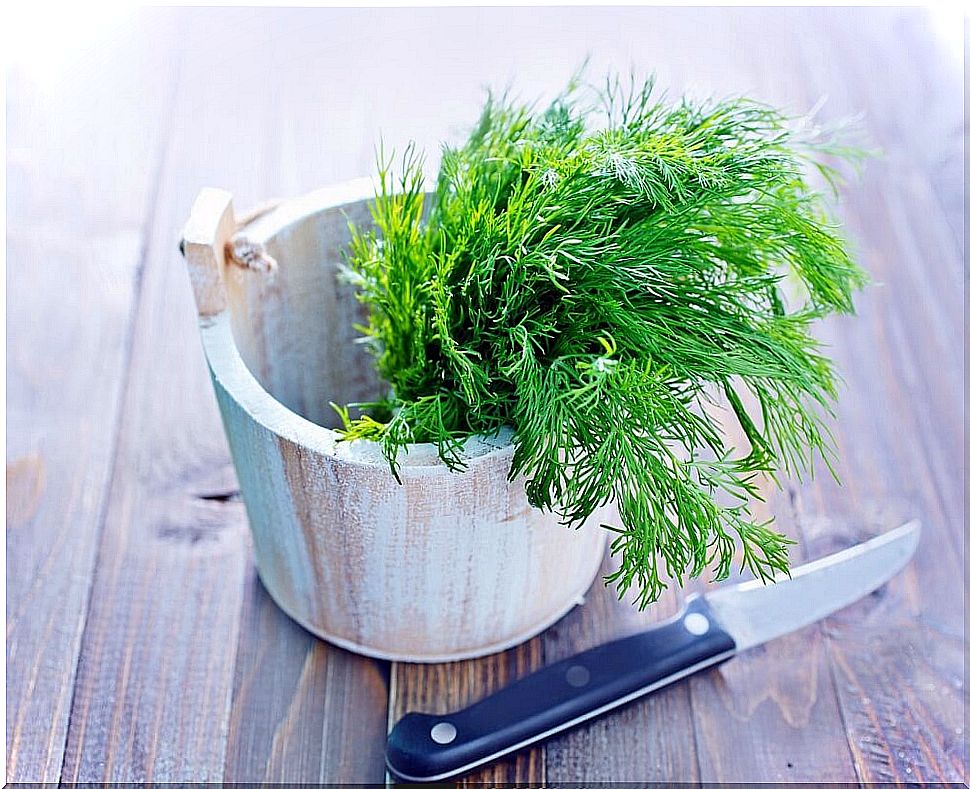 Dill for cooking.