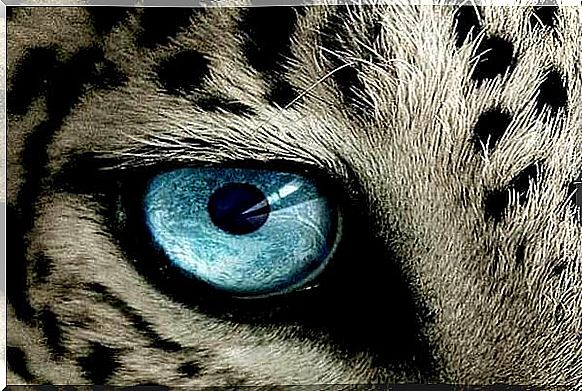 eye-tiger (Copy)