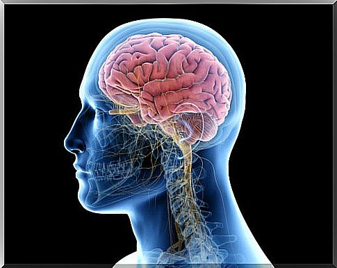 brain tissue affected by encephalitis