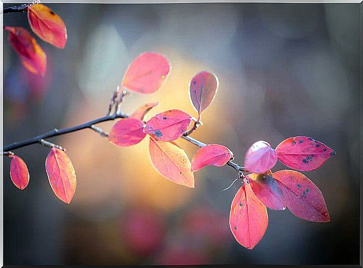 pink leaves representing emptiness