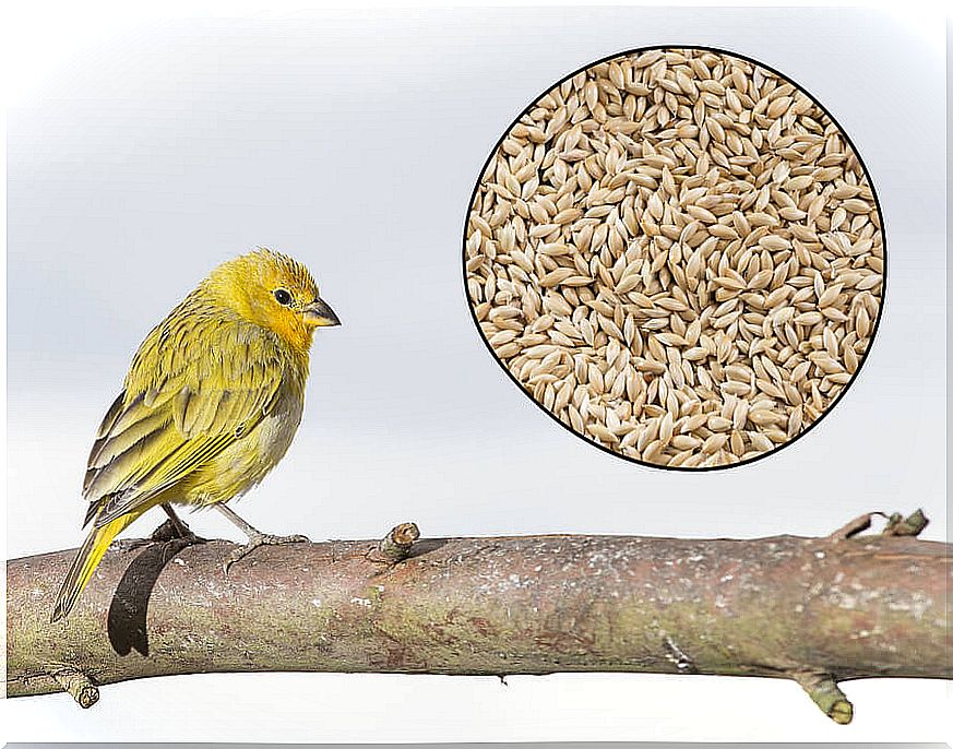 The birdseed is the food of the birds.