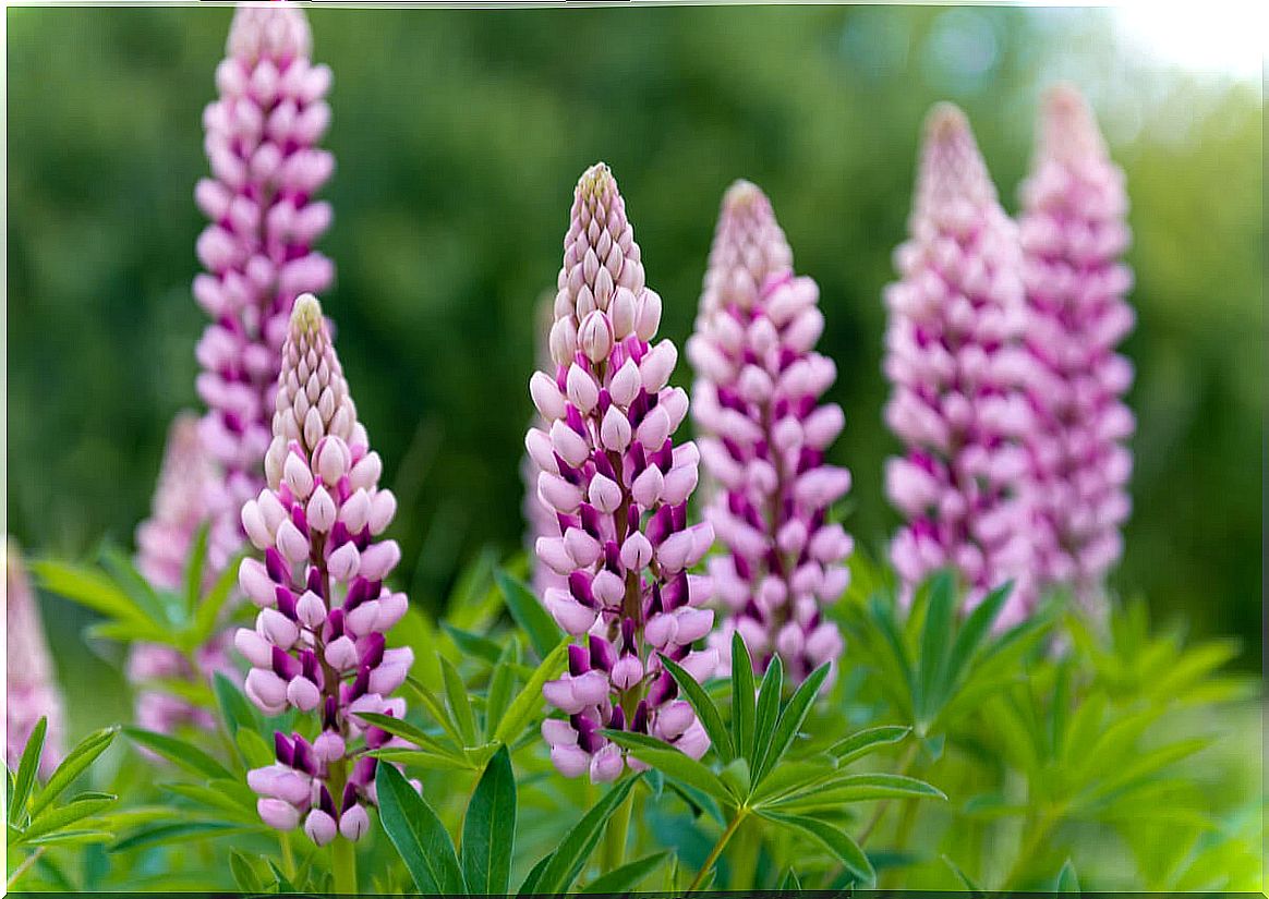 Blooming lupines keep aphids away.