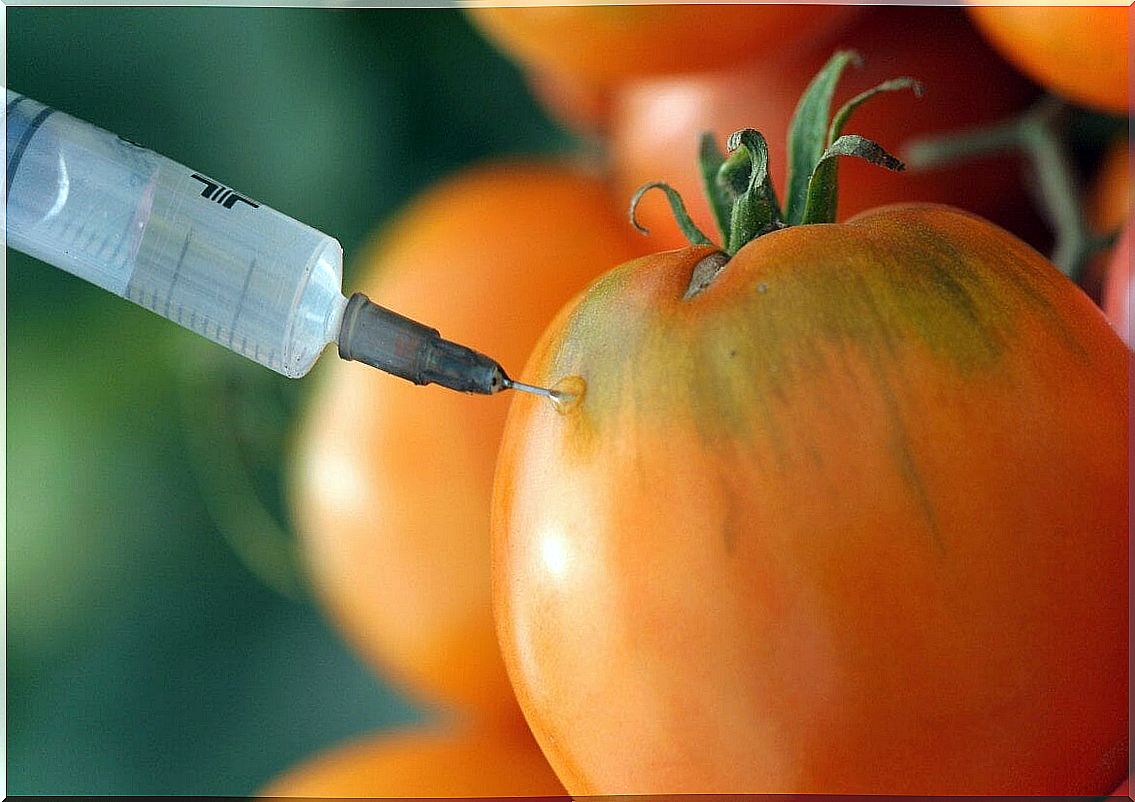 Tomato being injected with a needle.