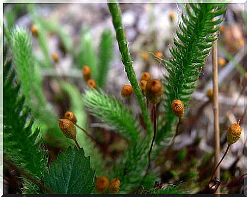 Hella Delicious club moss