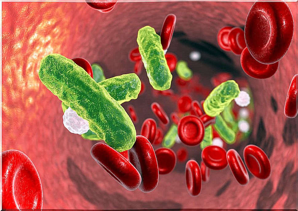bacteria circulating in the bloodstream