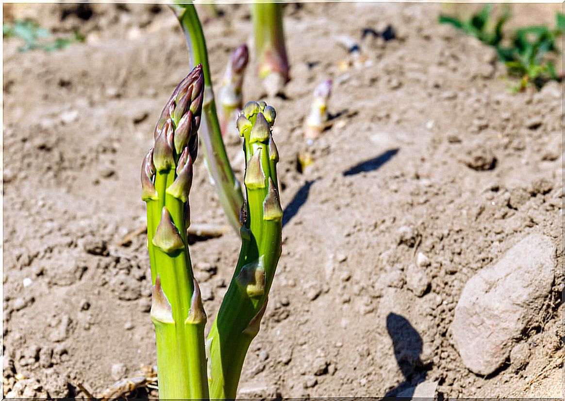 Sandy and stony soil for cultivation.